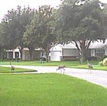 jun16_01crane 8-2.jpg