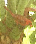 jun18_01red bird out side window 2.jpg