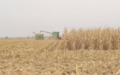 fall colors pickin corn.jpg