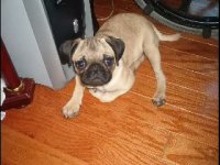 igor stare of movie.jpg