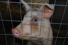 smaller pig.jpg
