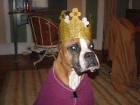 King Jake 003 (Medium).jpg
