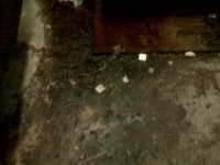 CB Dumpster Before1 - Copy.jpg