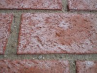 brick patio efflorescence 2.JPG