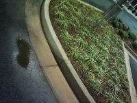 CURB PICTURE BEFORE.jpg