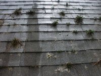 Roof Moss.JPG