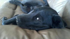 Jazz on comfy couch.jpg