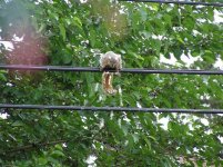 Copy of foamy 001.jpg