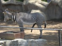 HappyZebra.JPG