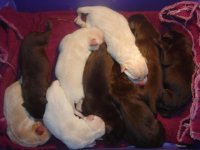 9 New babies (Small).jpg