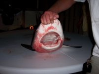 bullshark2.jpg