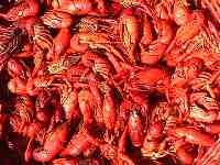 boiled-crawfish.jpg