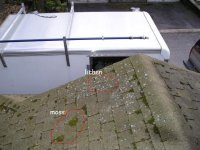 moss and lichen2.JPG