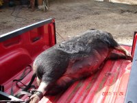 hog 11-24 007.jpg