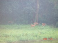 Bucks and trucks 005.jpg