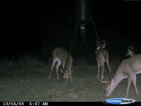 Backyard 10-04-08 013.jpg