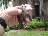 Tile Roof Cleaning Largo Florida 097 (Medium).jpg