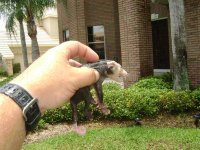 Tile Roof Cleaning Largo Florida 098 (Medium).jpg