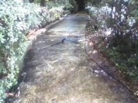 LAKE FORREST DRIVE 1.JPG